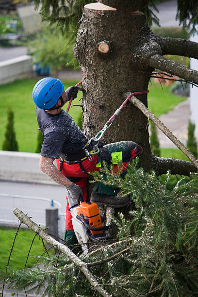 Reliable Coeburn, VA  Tree Services Solutions